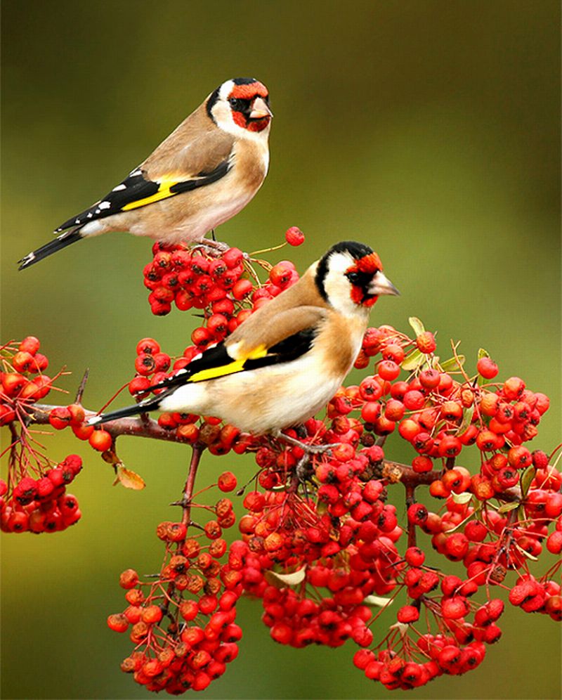 Beautiful-Birds-photo