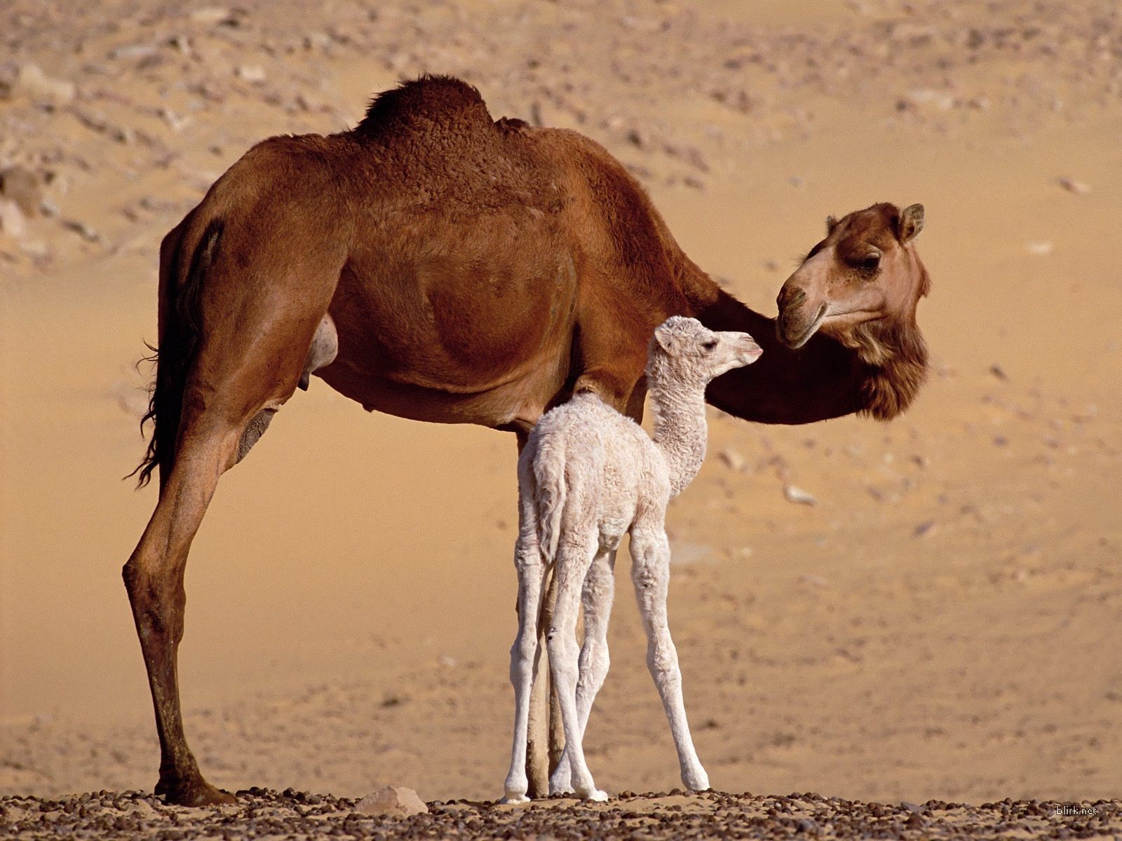 Camel-With-Kid-in-Desert-Wild-Animal-Free-Wallpaper