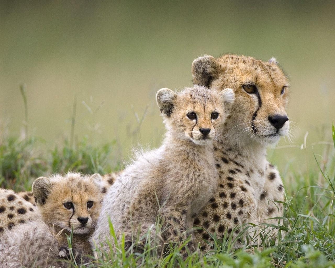 Cheetah-Family-wild-animals