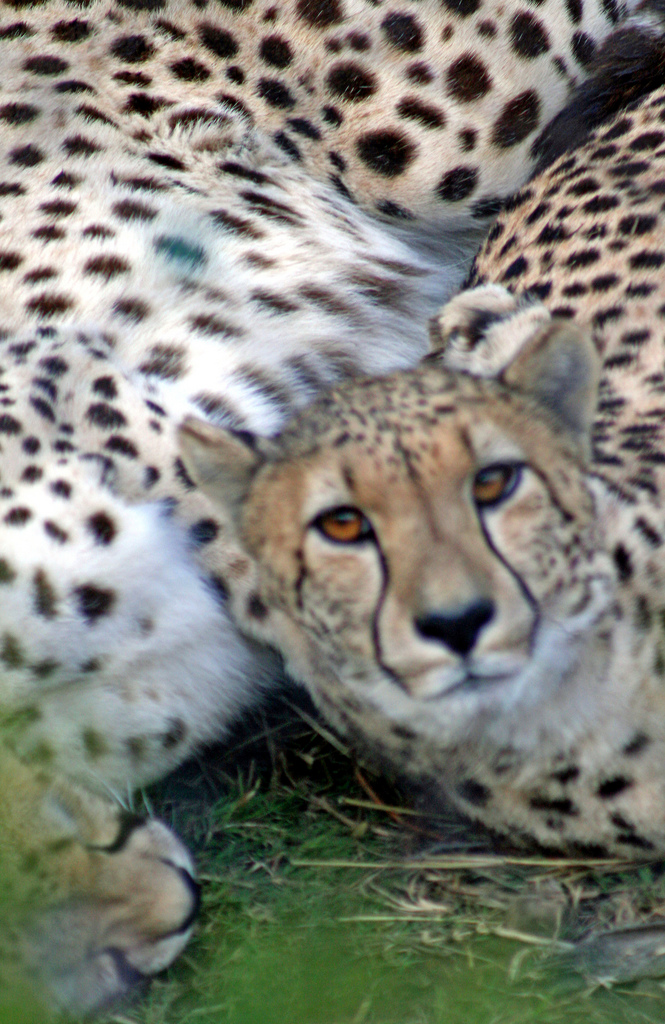 Cheetahs-at-the-Wild Animal-Park-in Escondido
