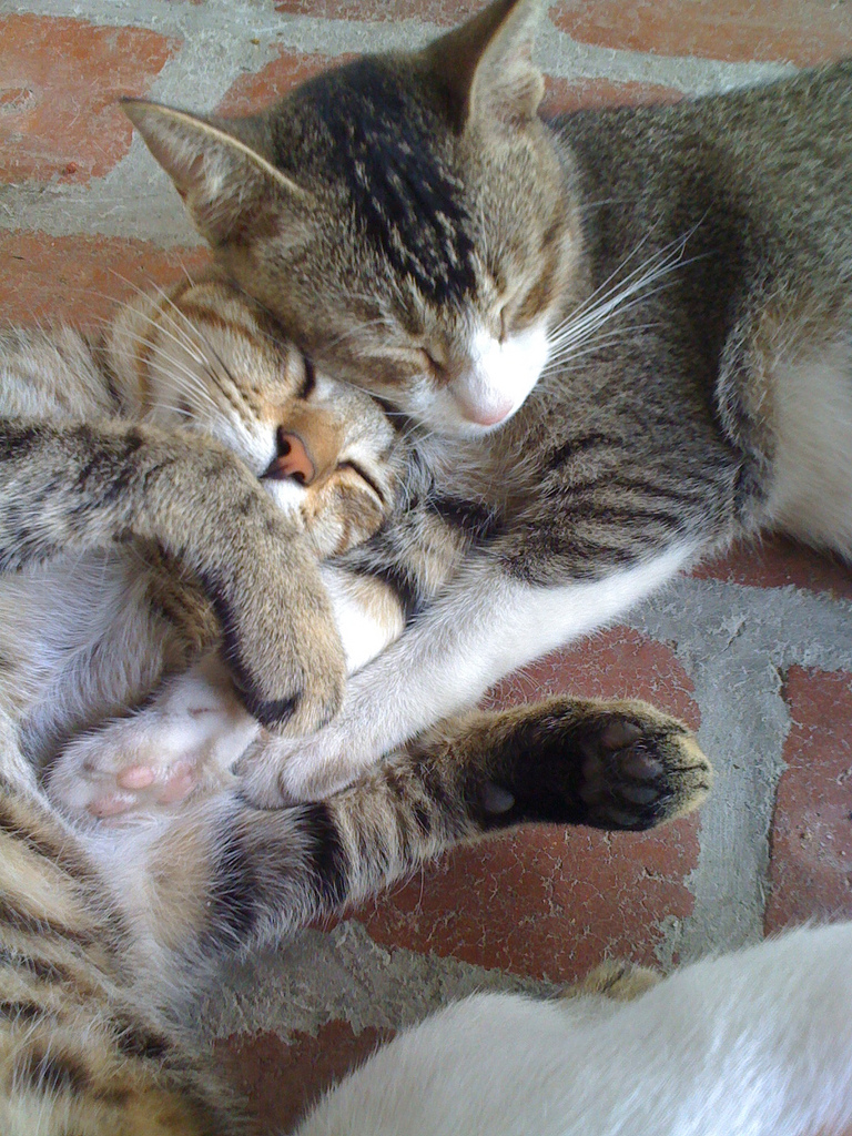 Cute-Cat-Sleeping-with Kitten