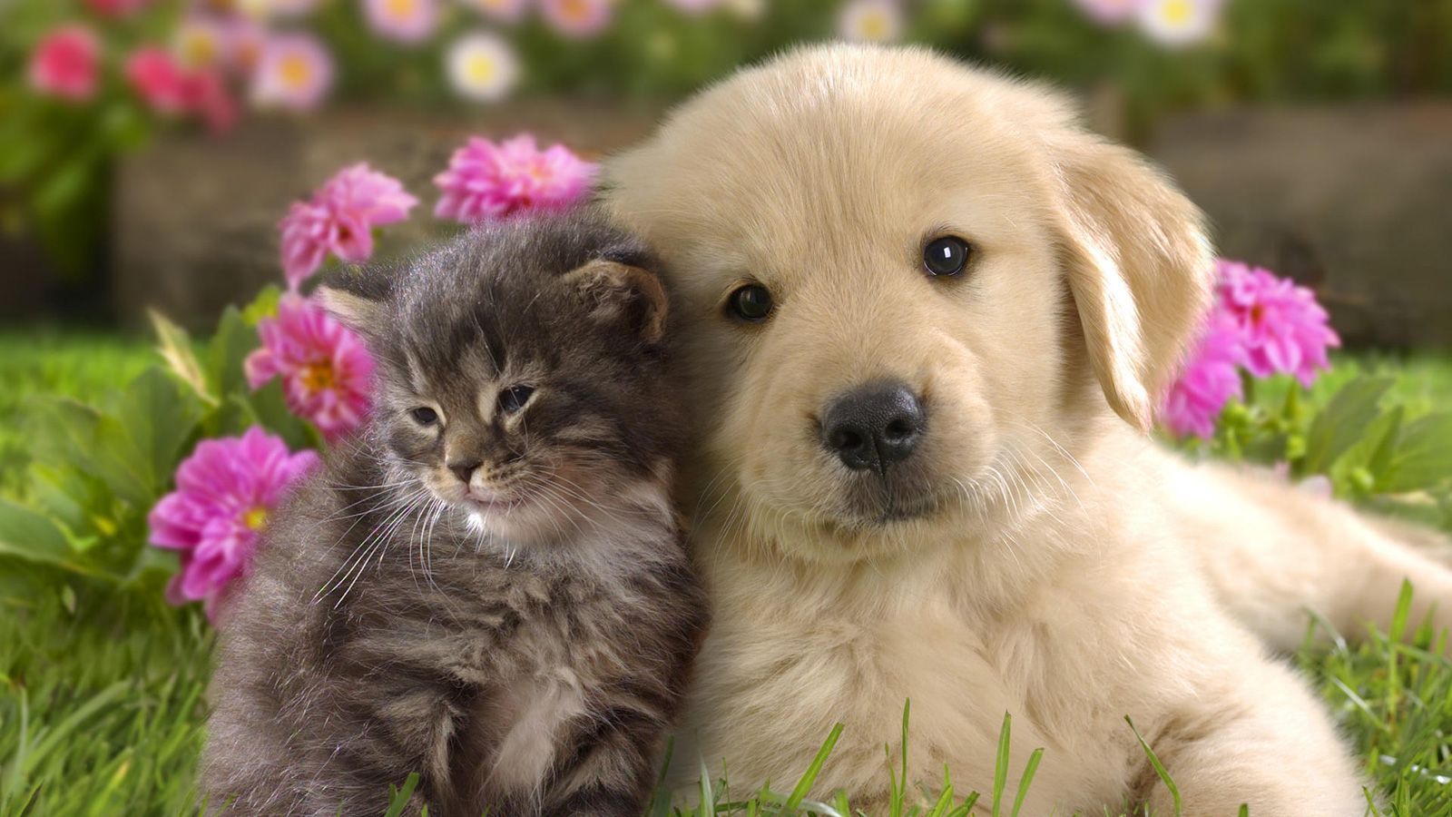 Cute-Cats-and-Dogs-HD-Images-Wallpapers