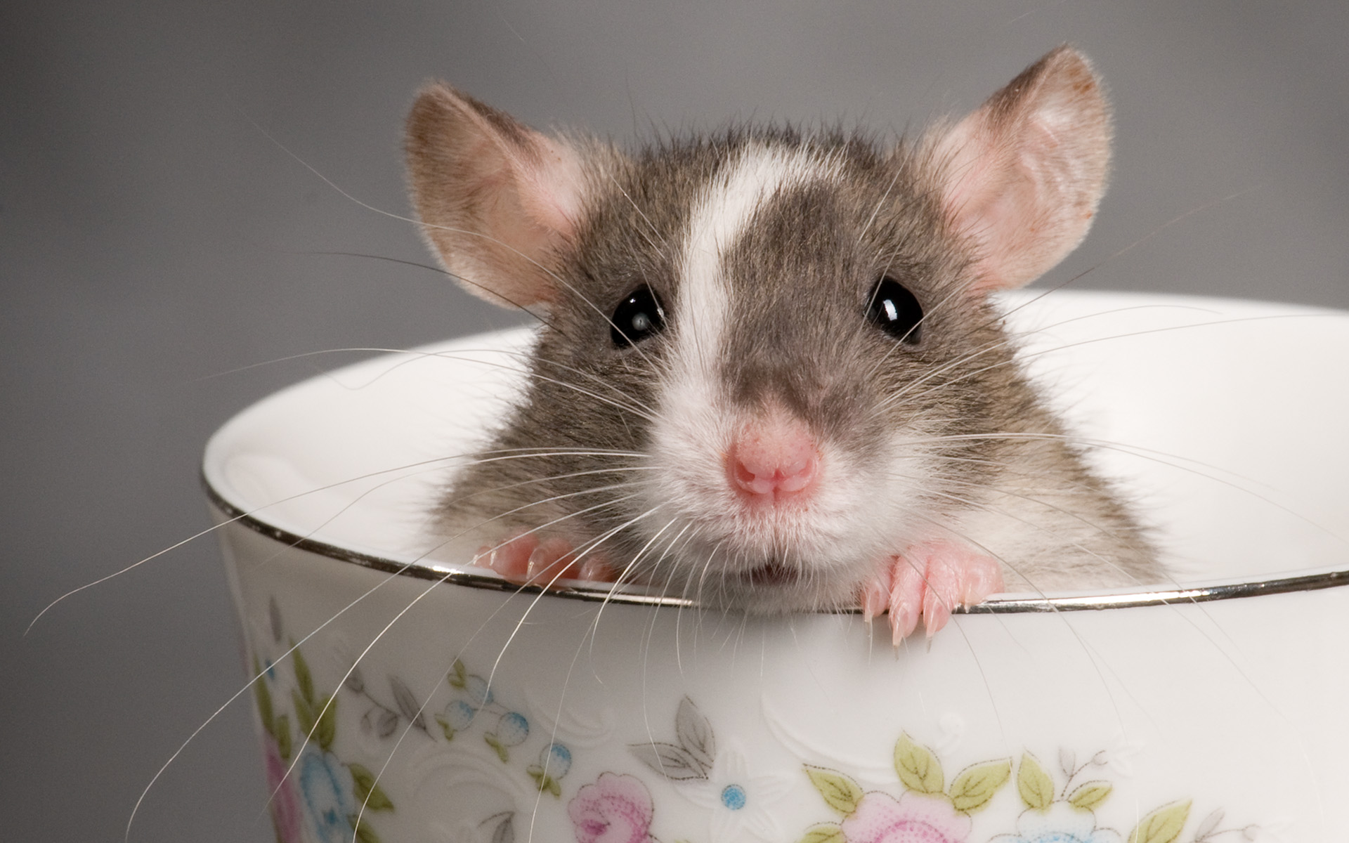 Cute-Rodent-Pets