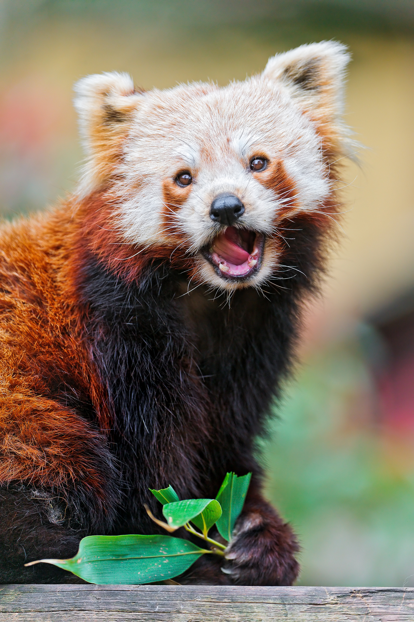 Cute-eating-red-panda with-open-mouth