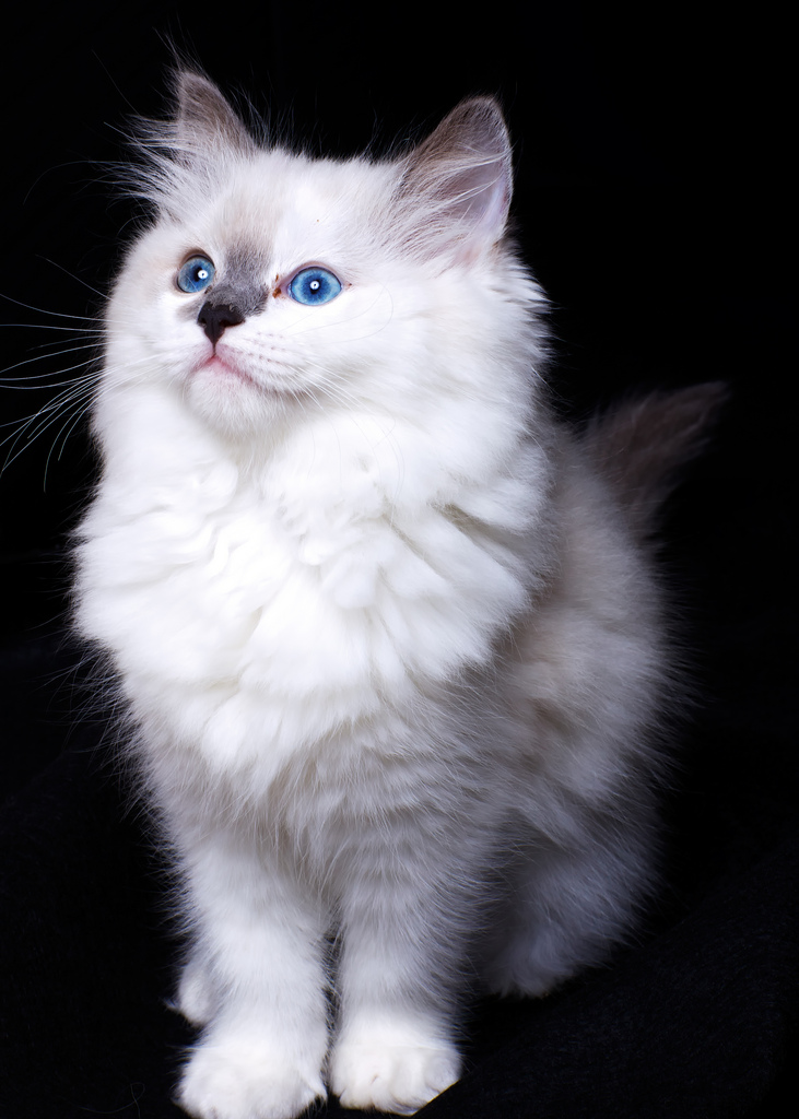 Cute-kitten-pic