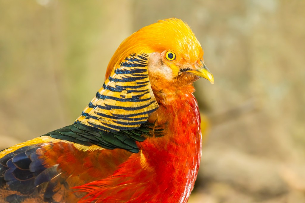 Golden-Pheasant