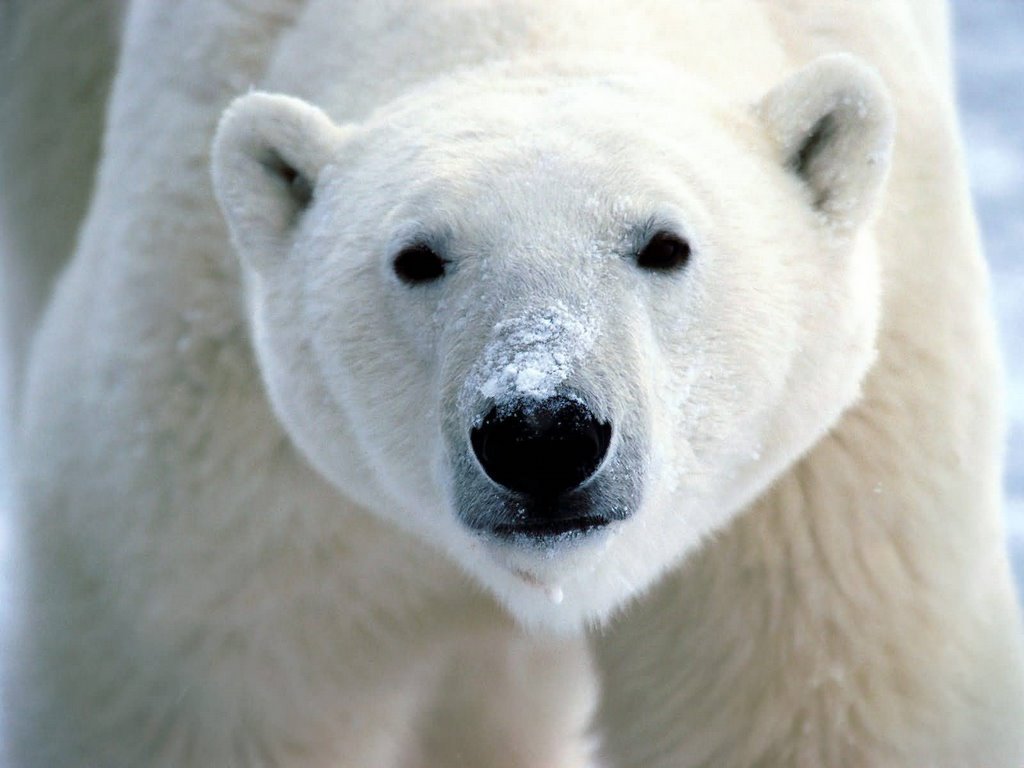 Polar-bear-wild-animals