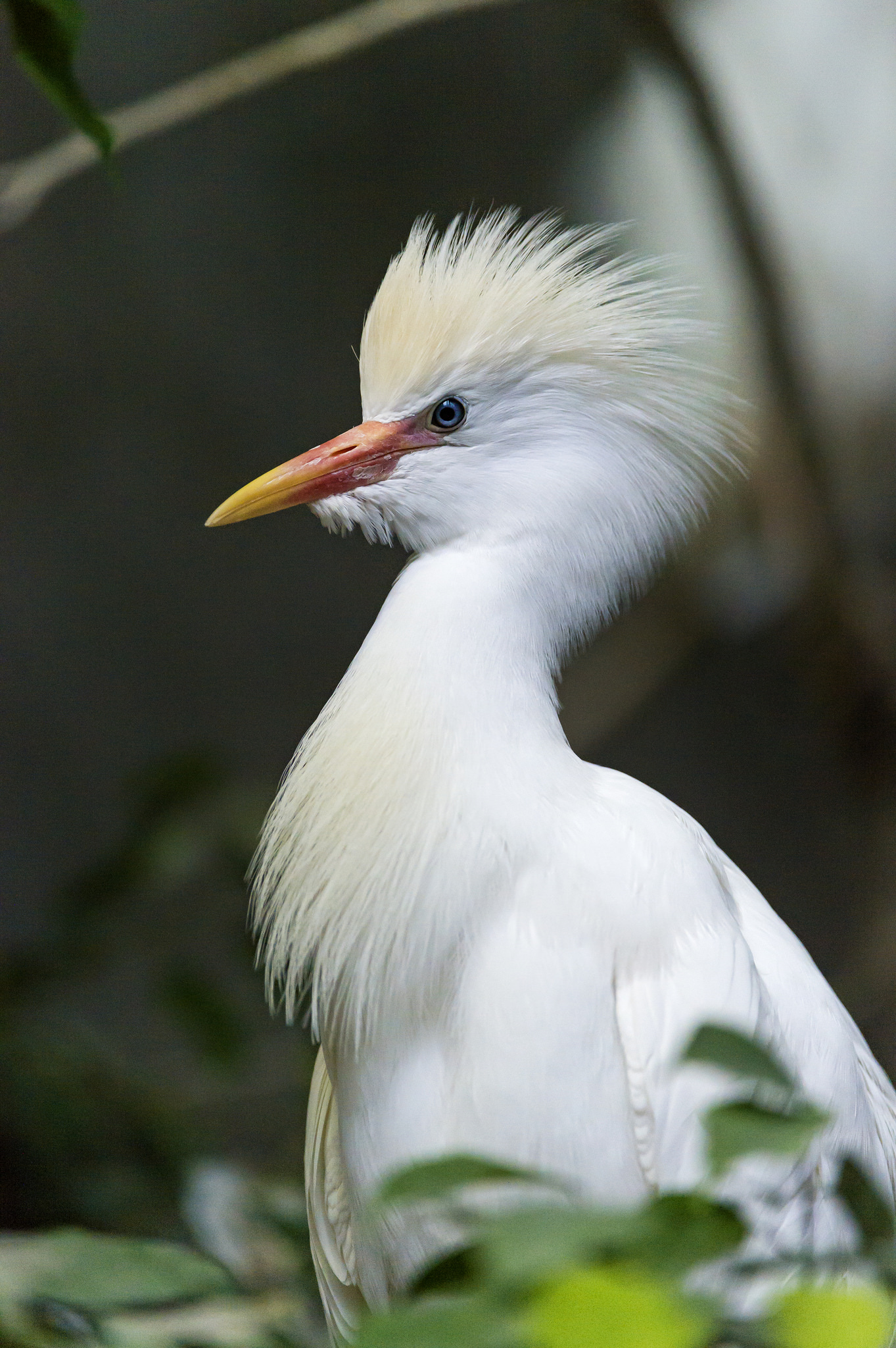Pretty-white-bird