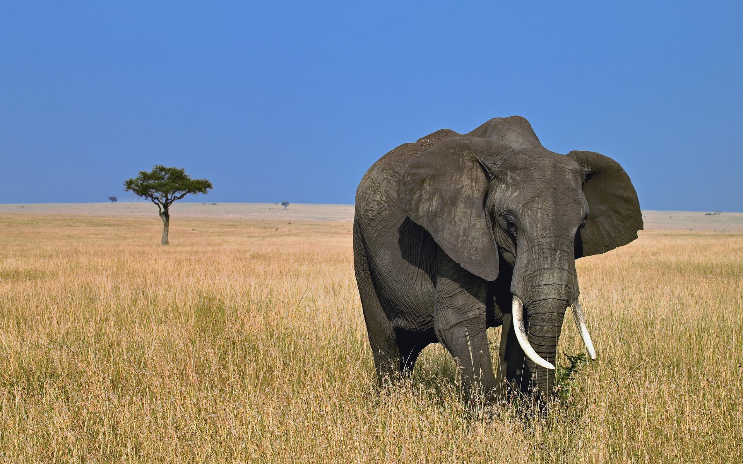 Wild-Animal-Elephant-HD-Wallpapers-Desktop