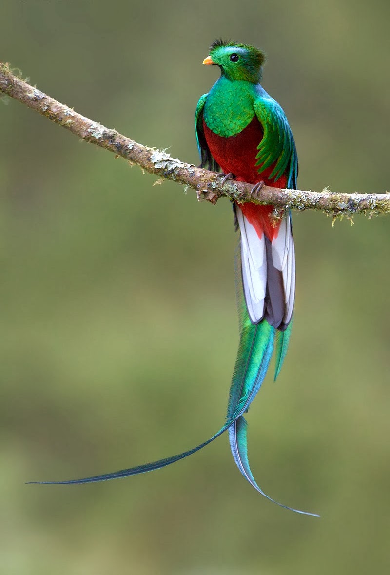 World-Names-of-most-beautiful-birds
