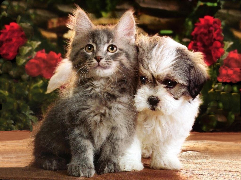 cats-and-kittens-and-dogs-and-puppiesdogs-and-puppies-and-cats-and-kittens-pets-for-upets-for-u