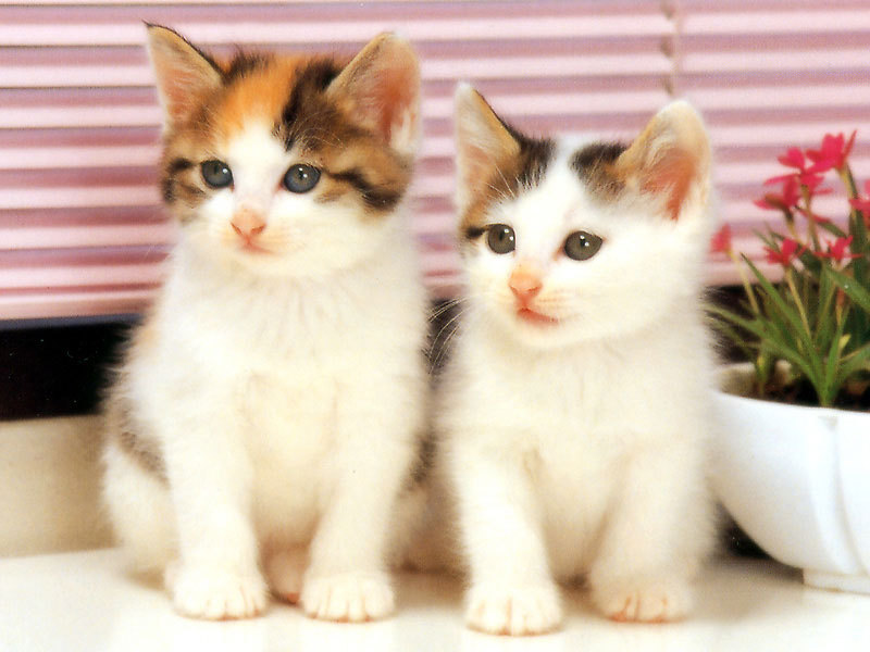 cute-cats