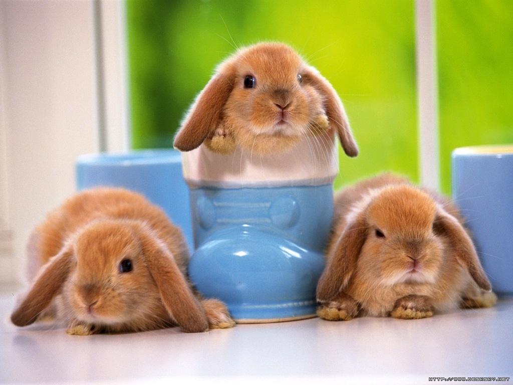 cute-little-bunnies
