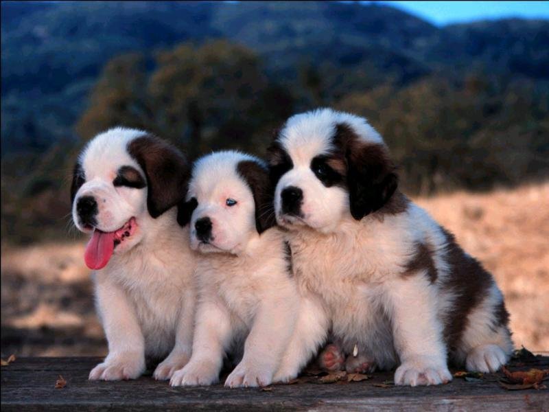 cutest-dog-breeds