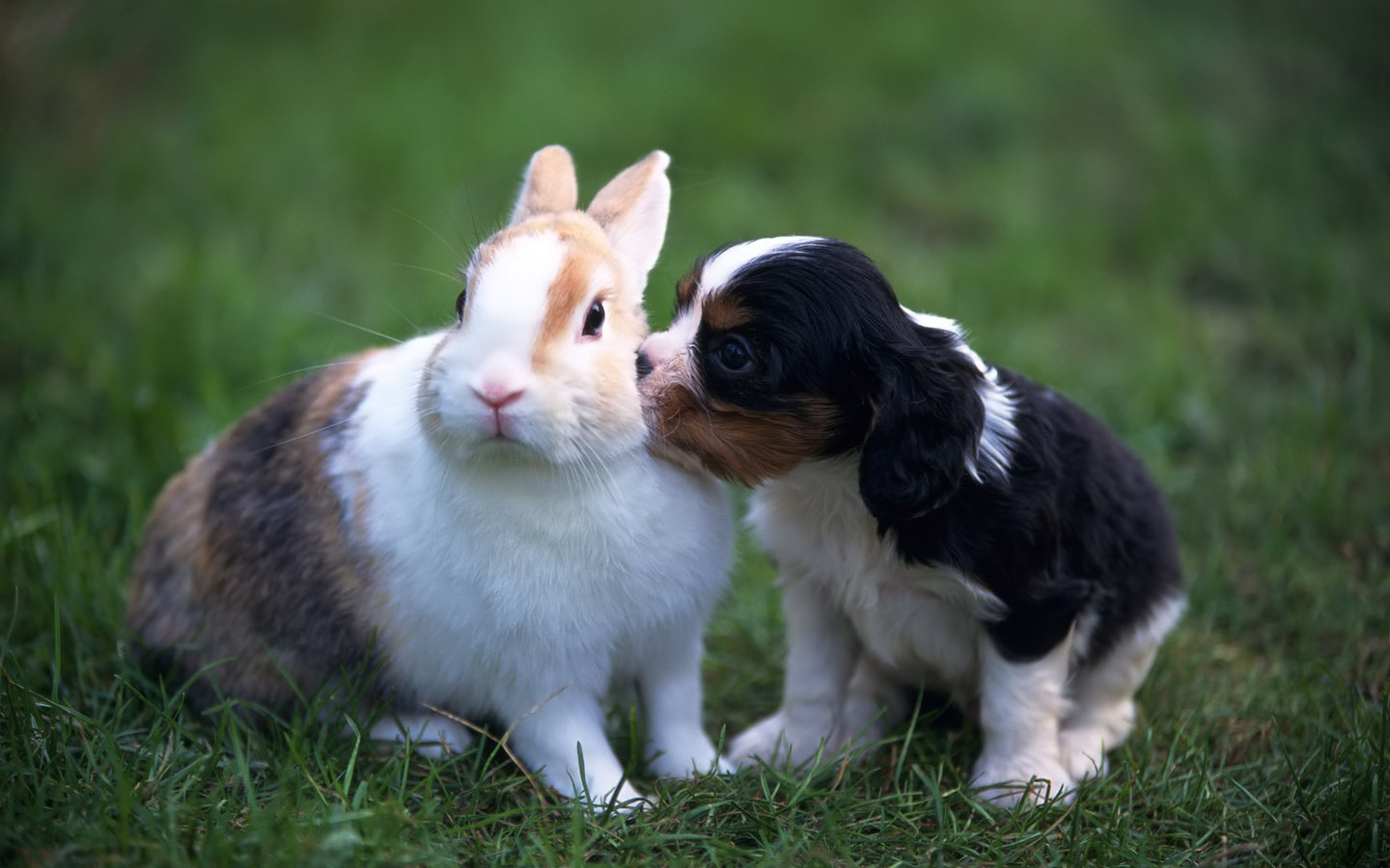puppy_and_rabbit_pets_wallpaper