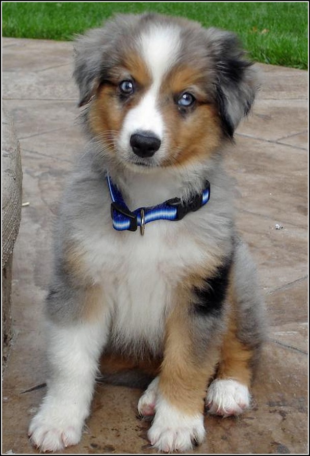 sweet-australian-shepherd-puppies-for-adoption-in-texas-puppy-with-smooth-fur-and-short-ears-has-a-blue-eyes-puppy-wearing-a-cute-blue-collar