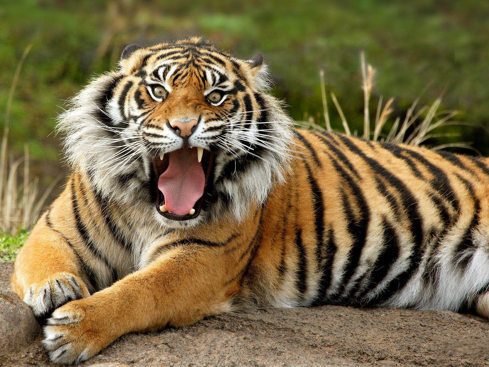 tiger-wild-animals