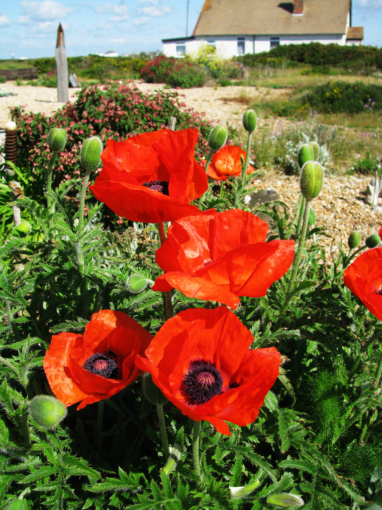 Poppies at Prospect