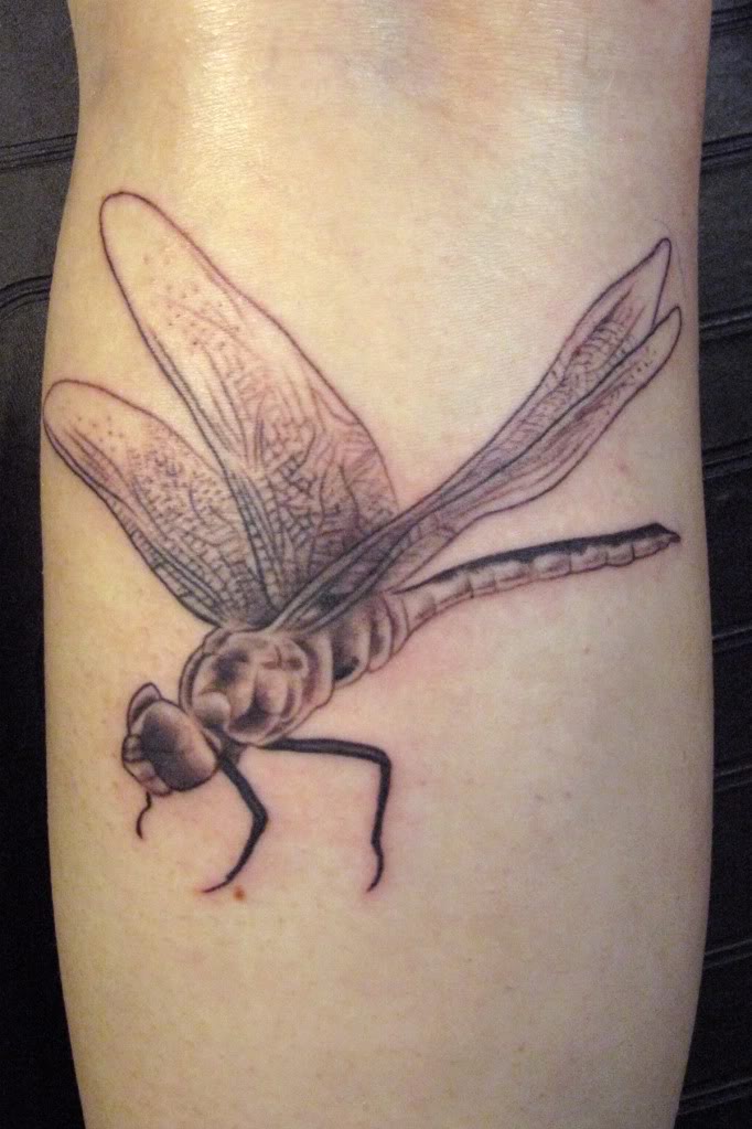 Dragonfly by Adam Fox